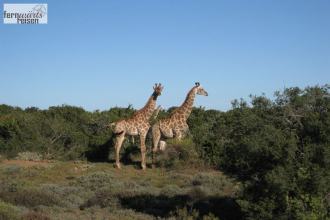 Höhepunkte der Garden Route 2027