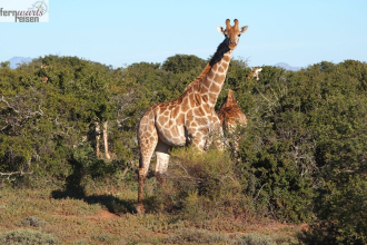 Höhepunkte der Garden Route 2027