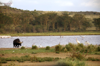 Kenia Samburu bis Amboseli 
