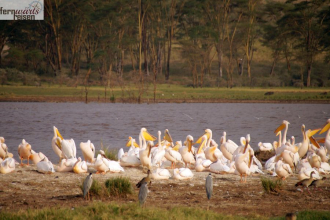 Kenia Samburu bis Amboseli 