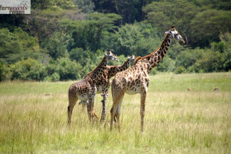 Kenia Samburu bis Amboseli 