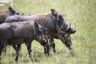 Kenia Samburu bis Amboseli 