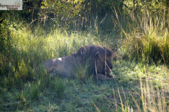Kenia Samburu bis Amboseli 