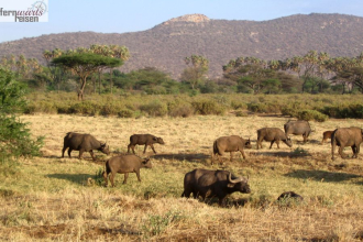 Kenia Samburu bis Amboseli 