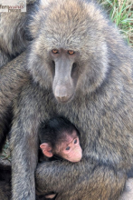 Kenia Samburu bis Amboseli 