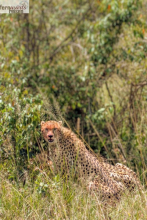 Kenia Samburu bis Amboseli 