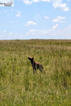 Kenia Samburu bis Amboseli 