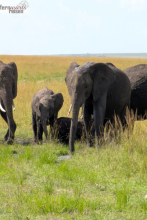 Kenia Samburu bis Amboseli 