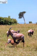 Kenia Samburu bis Amboseli 