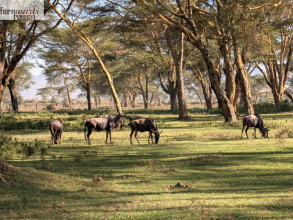 Kenia Samburu bis Amboseli 
