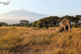 Kenia Samburu bis Amboseli 