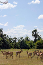Kenia Samburu bis Amboseli 