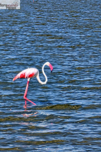 Kenia Samburu bis Amboseli 