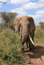 Kenia Samburu bis Amboseli 