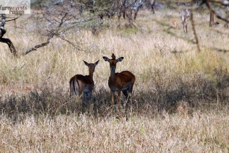 Tansania-Kili-Safari-Sansibar