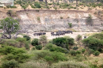 Tansania Safari