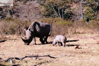 Wandersafri Südafrika