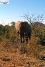 Wandersafri Südafrika