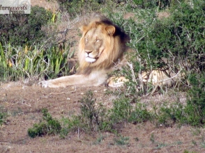Wandersafri Südafrika