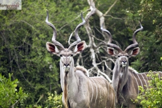Wandersafri Südafrika