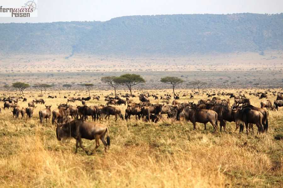 Große Migration im Süden der Serengeti