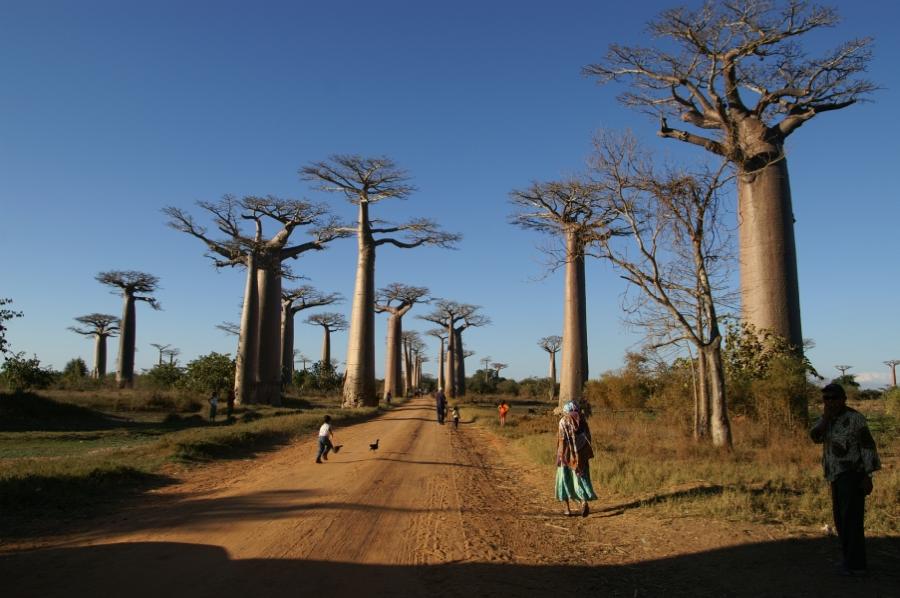Die berühmte Baobab Allee in West Madagaskar